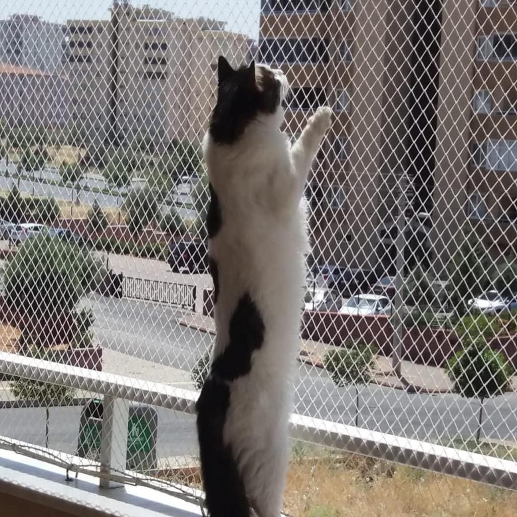 Kedi filesi